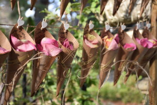 Detalle pétalos de rosa